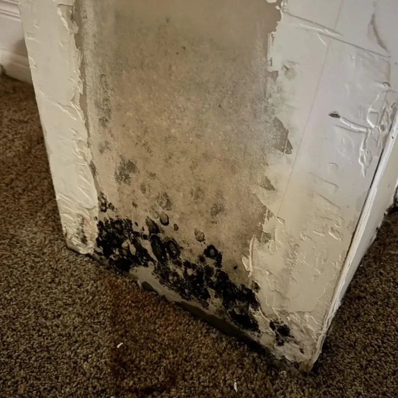 Professional Mold Removal in Pawnee City, NE